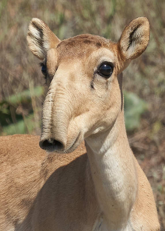 Сайгак фото превью