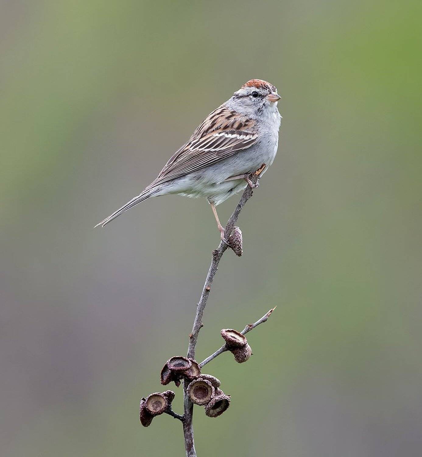 обыкновенная воробьиная овсянка, chipping sparrow, sparrow, овсянка, Elizabeth Etkind