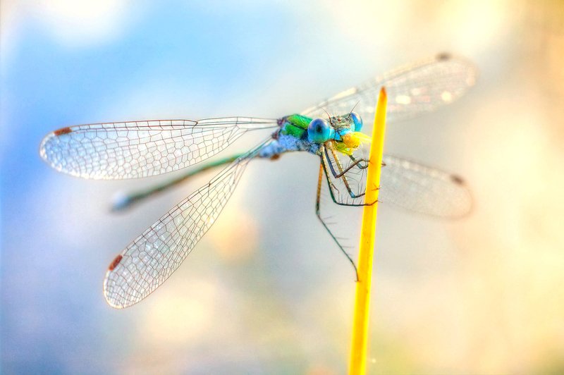 стрекоза, стебель, трава За трапезой фото превью