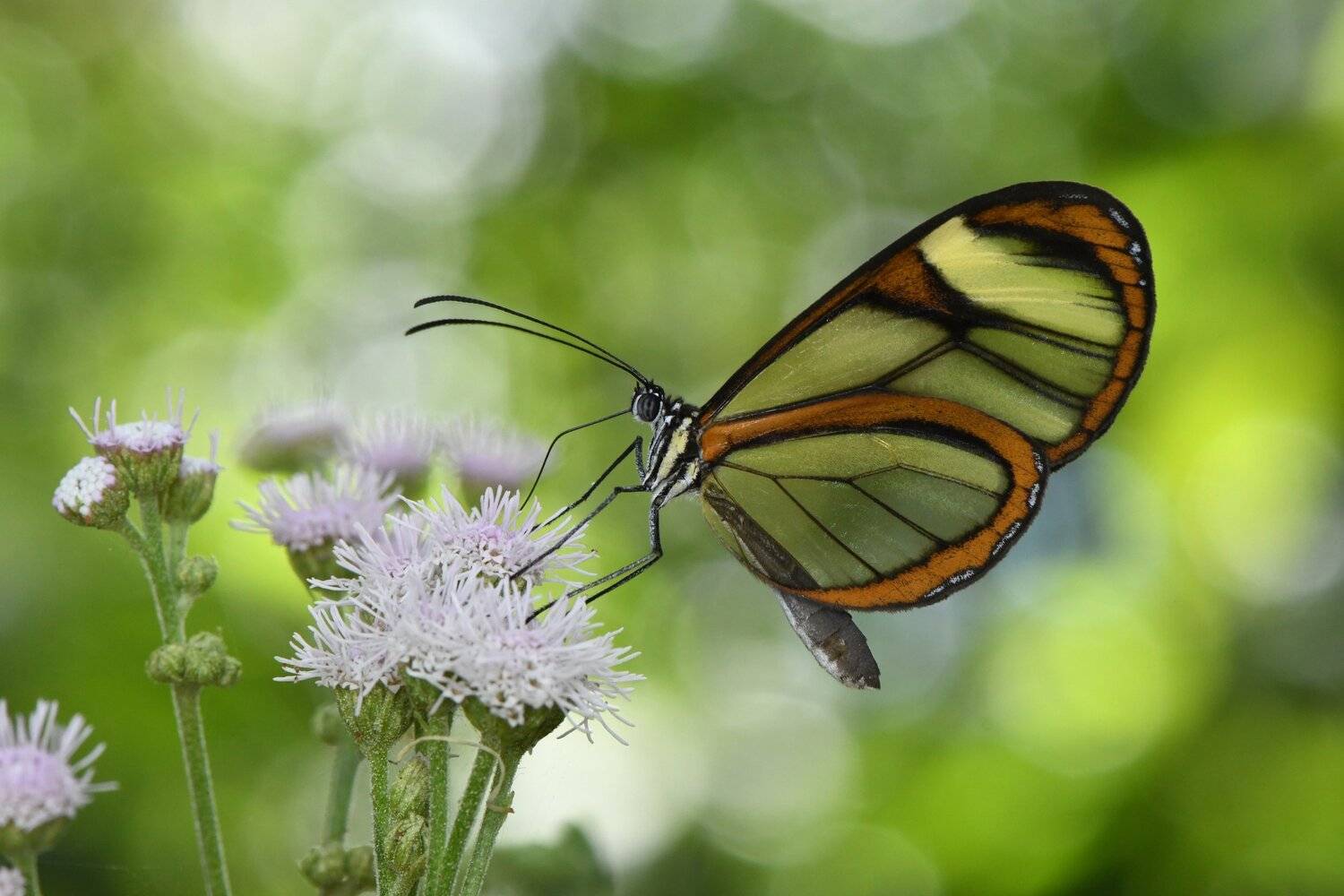 Borboleta, Denis Moura, Mogi das Cruzes, Brasil, Butterfly, Moura Denis