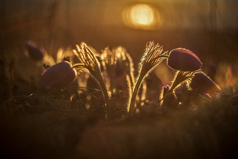 Сон трава на закате дня фото превью