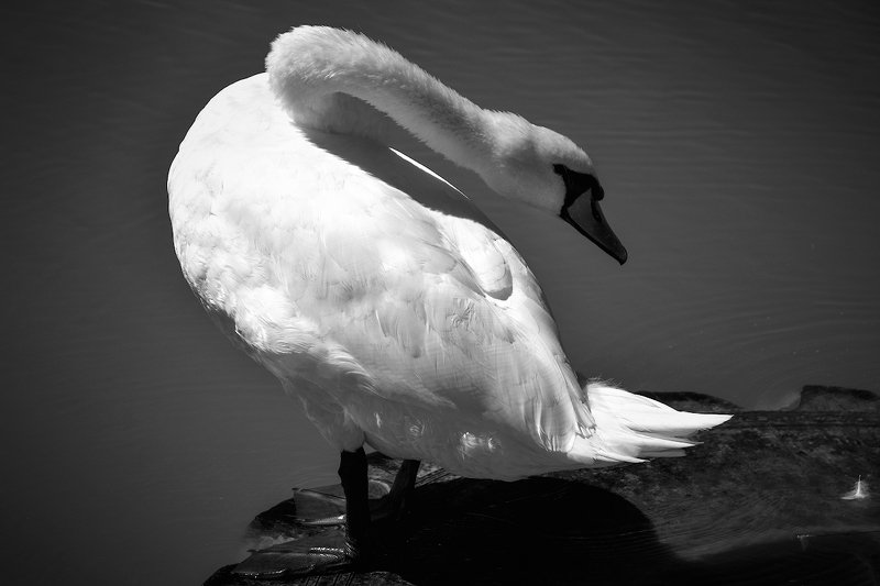 Какие перышки, какой носок ... фото превью