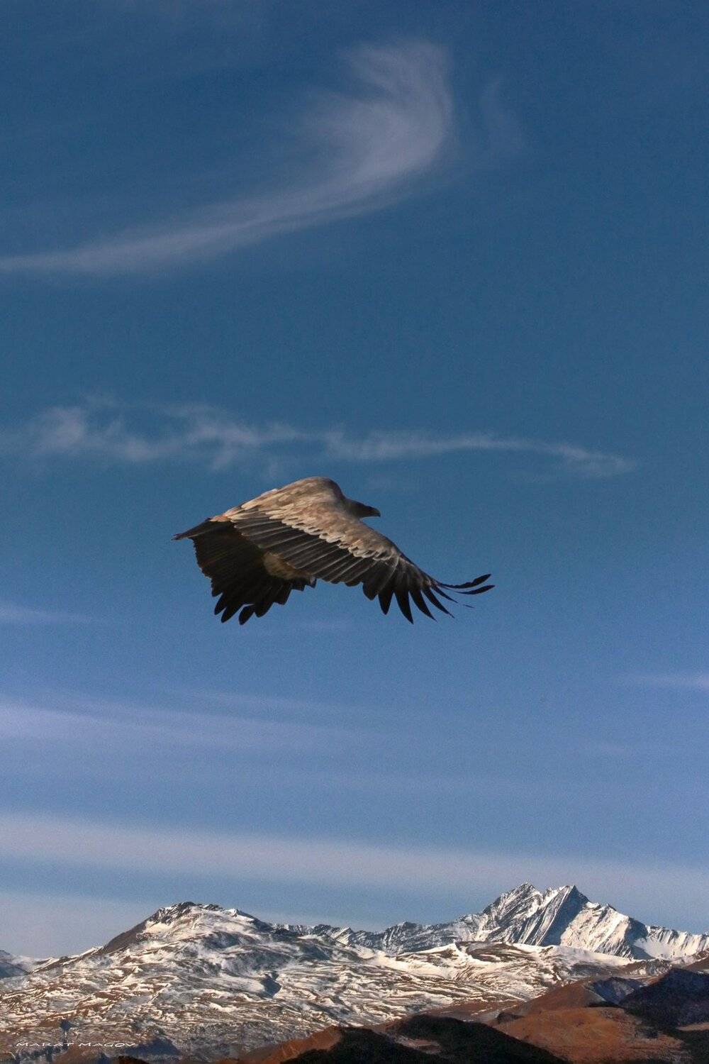гриф,белоголовый сип,горы,вершины,пейзаж,небо,дагестан,природа, Marat Magov
