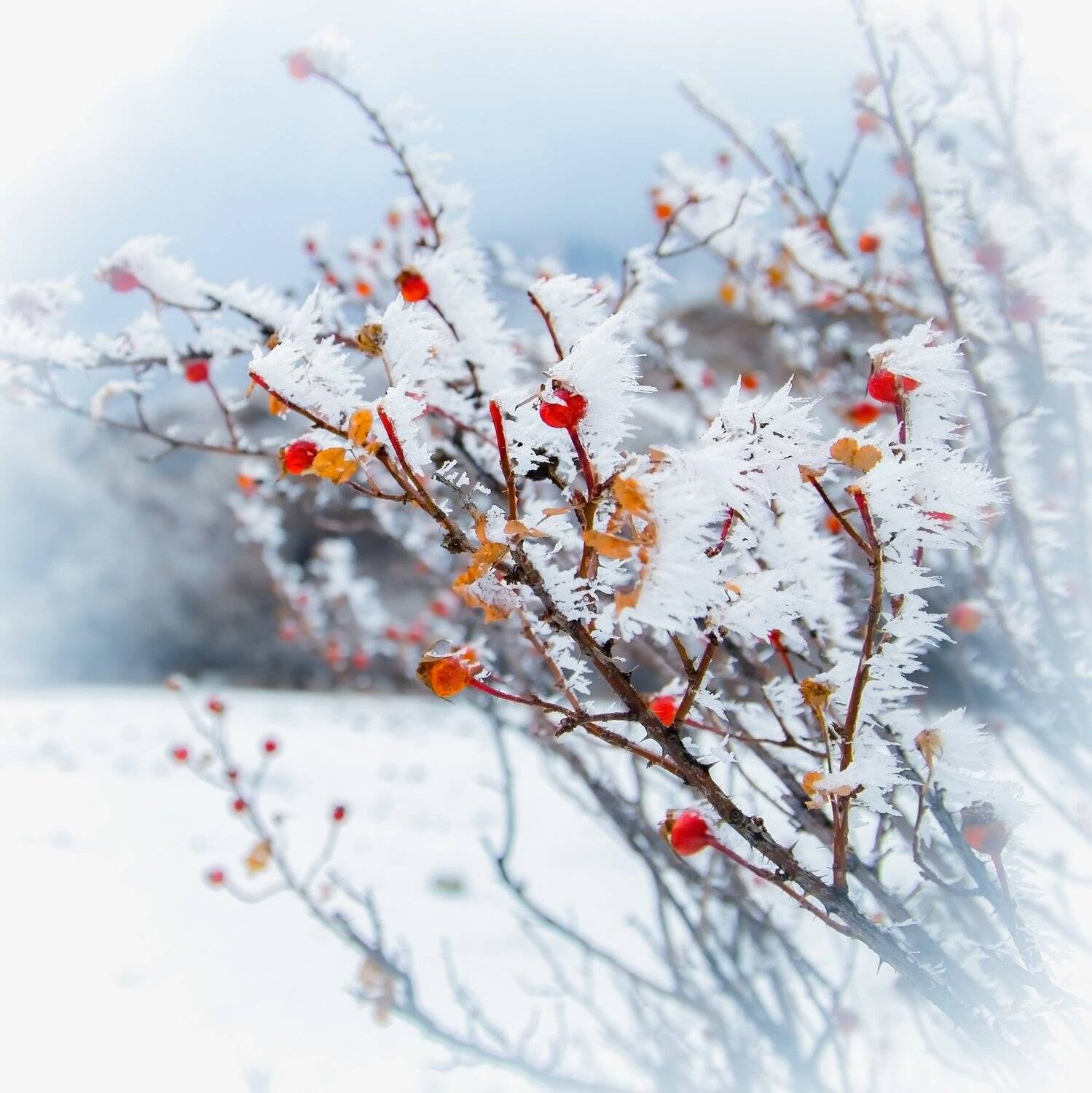 кыргызстан, горы, Элина Магалимова