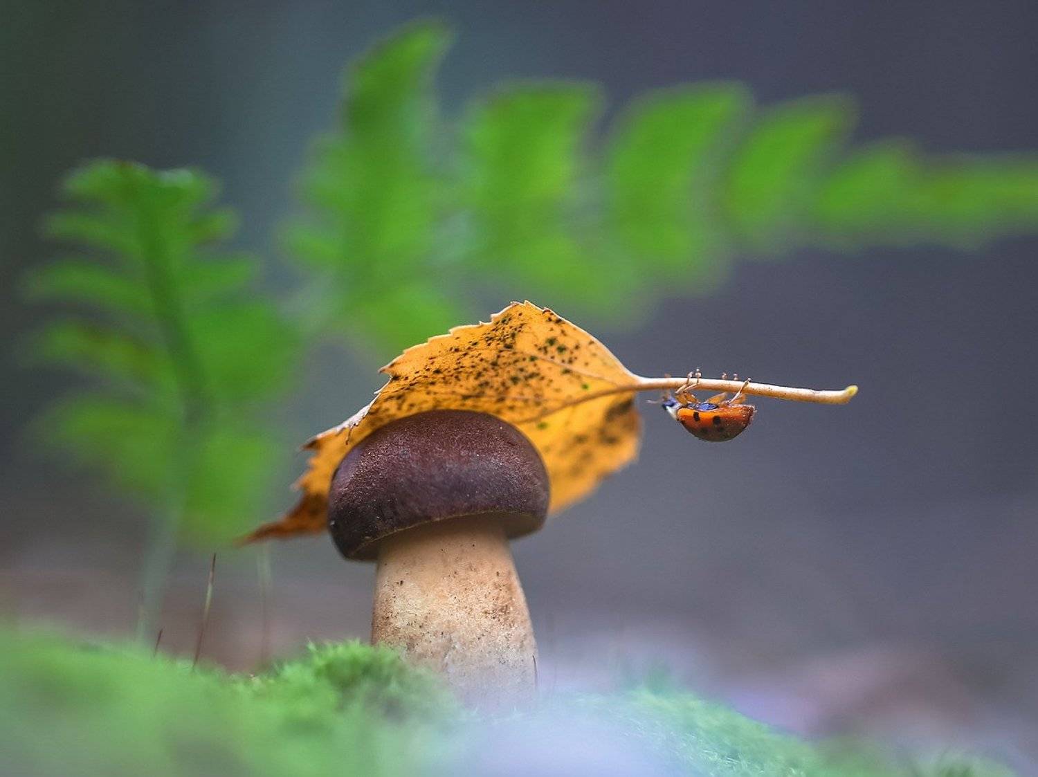 , Вячеслав Мищенко