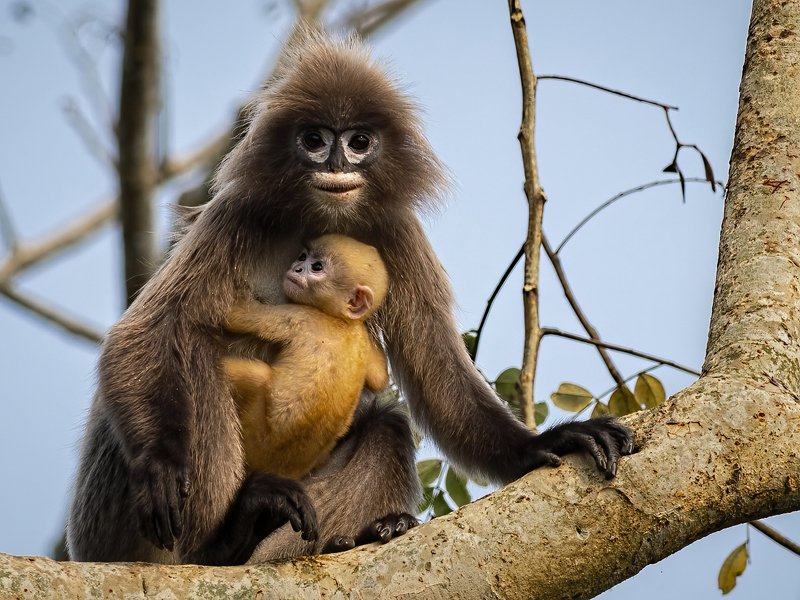Phayre\'s leaf monkey,langur, spectacled monkey, tripura A Mother\'s love... фото превью