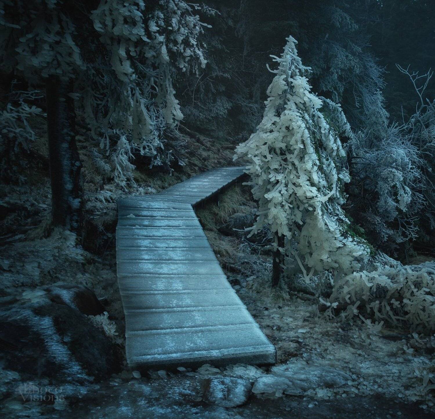 forest,woodlands,norway,ice,frozen,icy,winter,cold,frost,, Adrian Szatewicz