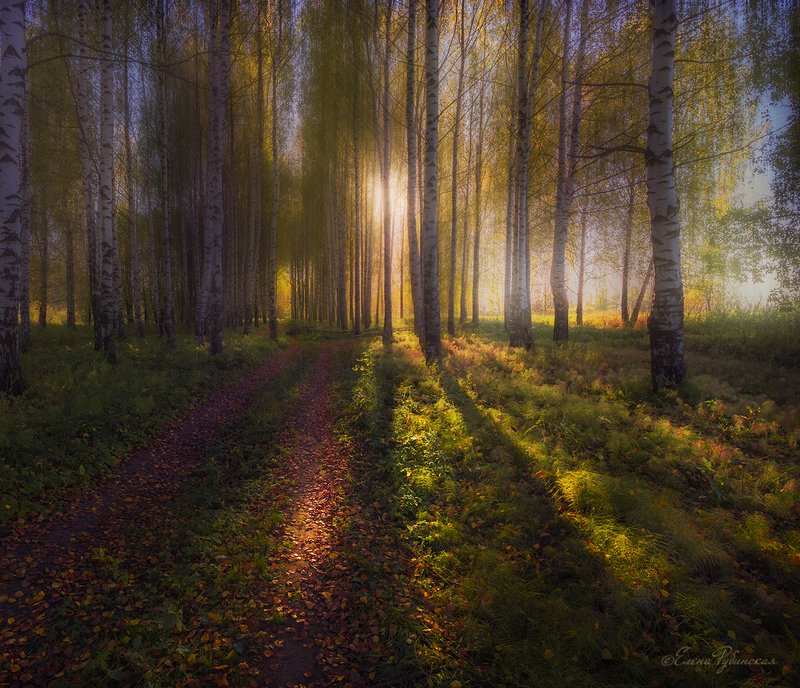 лес,осень,берёзы Осень фото превью