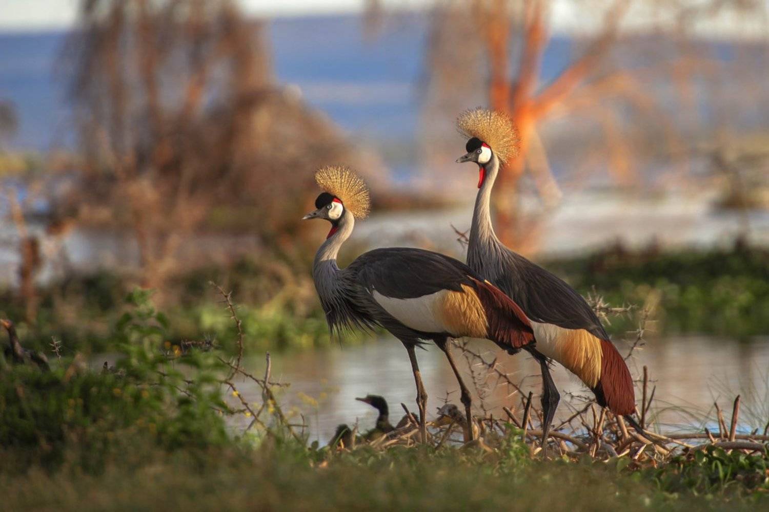венценосные журавли, Александр Маркелов