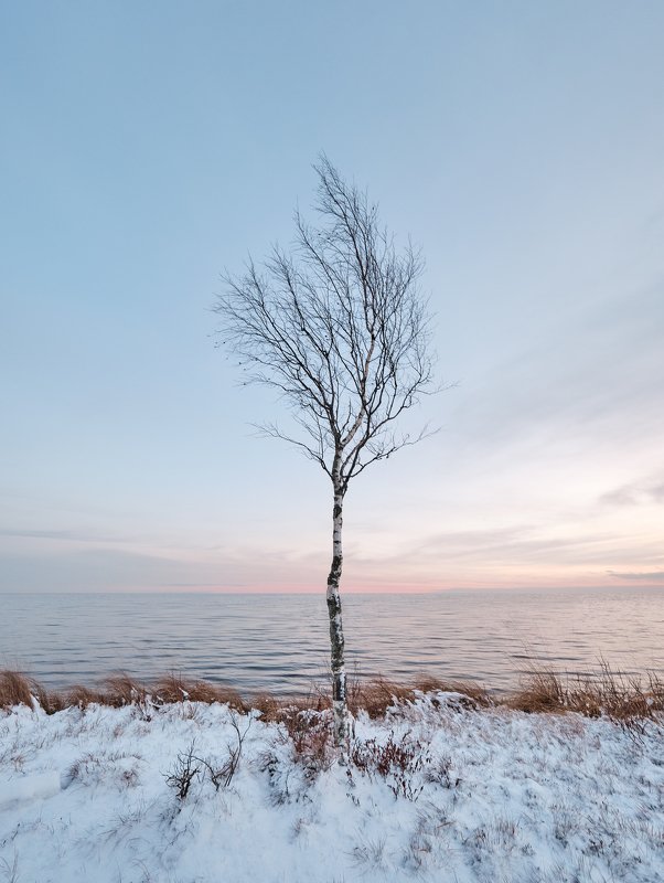 болото, закат, берёзы, пейзаж, дерево Одиночество фото превью