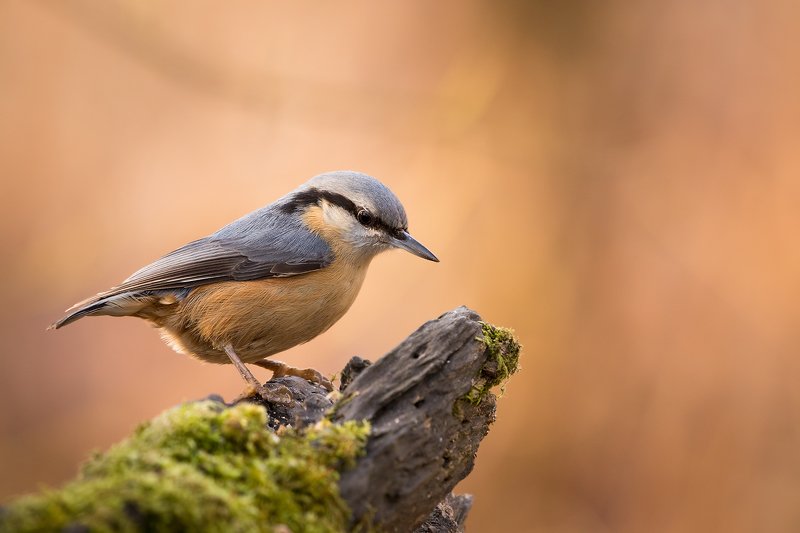Wood nuthatch фото превью
