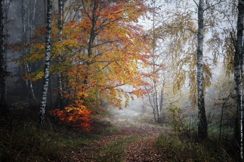 ...  фото превью