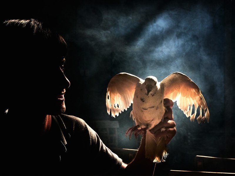 Wings of light фото превью