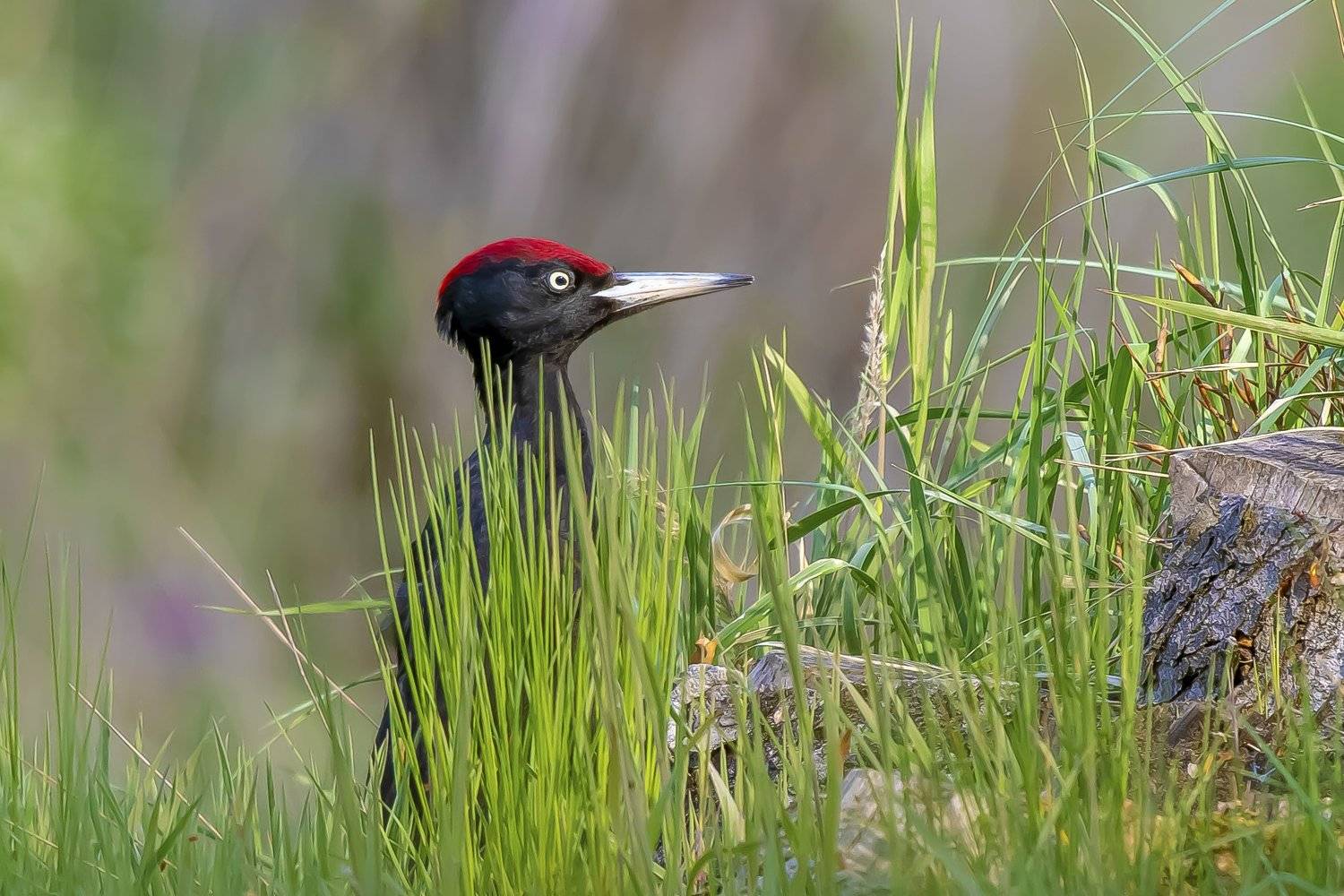 , Krzysztof Kozlowski
