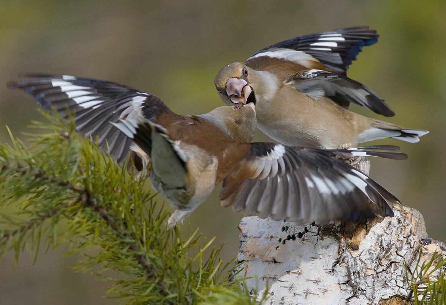 дубоносы,драка,бор, Иван
