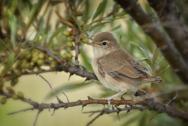 птица, камышовка, желторотик, слёток, желторотик.. (камышовка) фото превью
