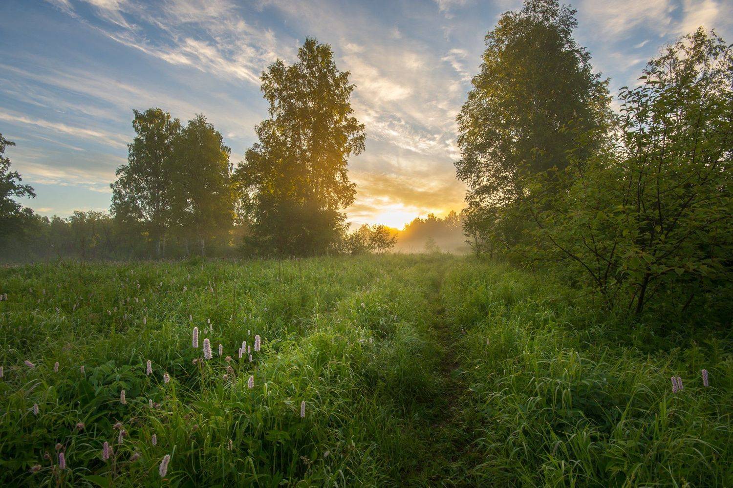 лето рассвет лес утро туман, Жданов Дмитрий
