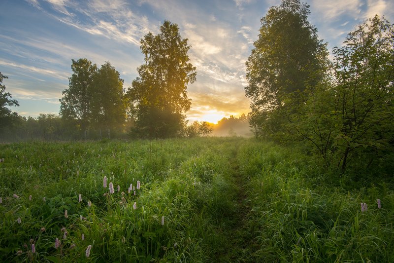 лето рассвет лес утро туман Июньский утро фото превью