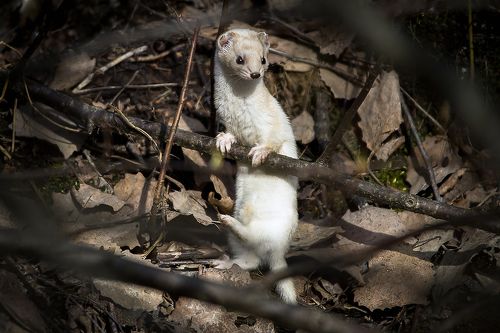 У балетного станка