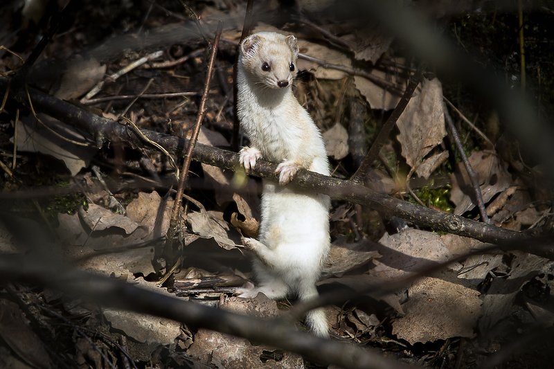 Ласка У балетного станка фото превью
