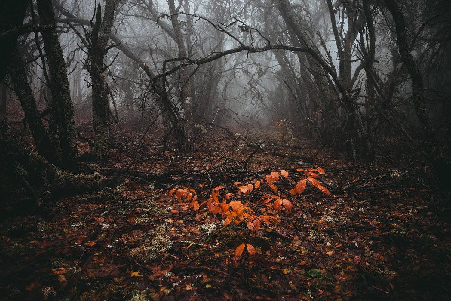 крым, Юрий Коваленко