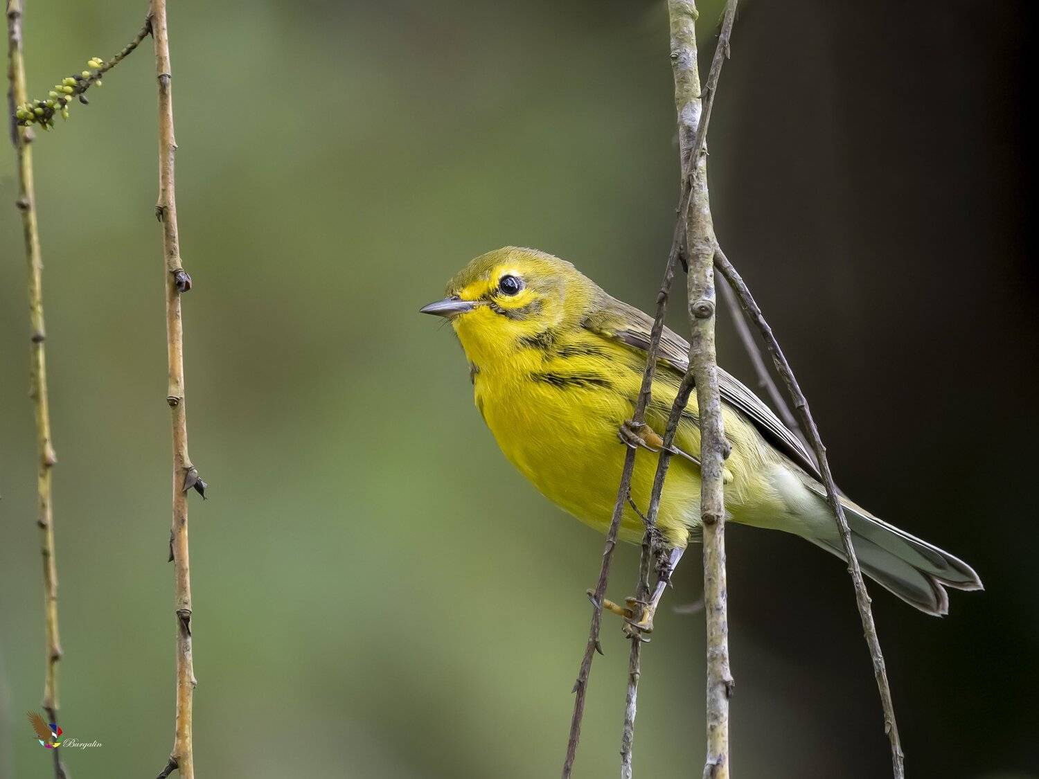 , Fernando Burgalin Sequeira