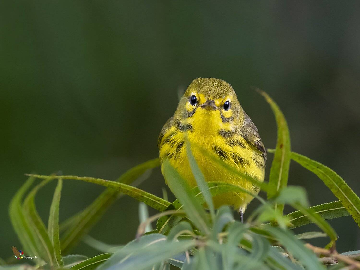 , Fernando Burgalin Sequeira