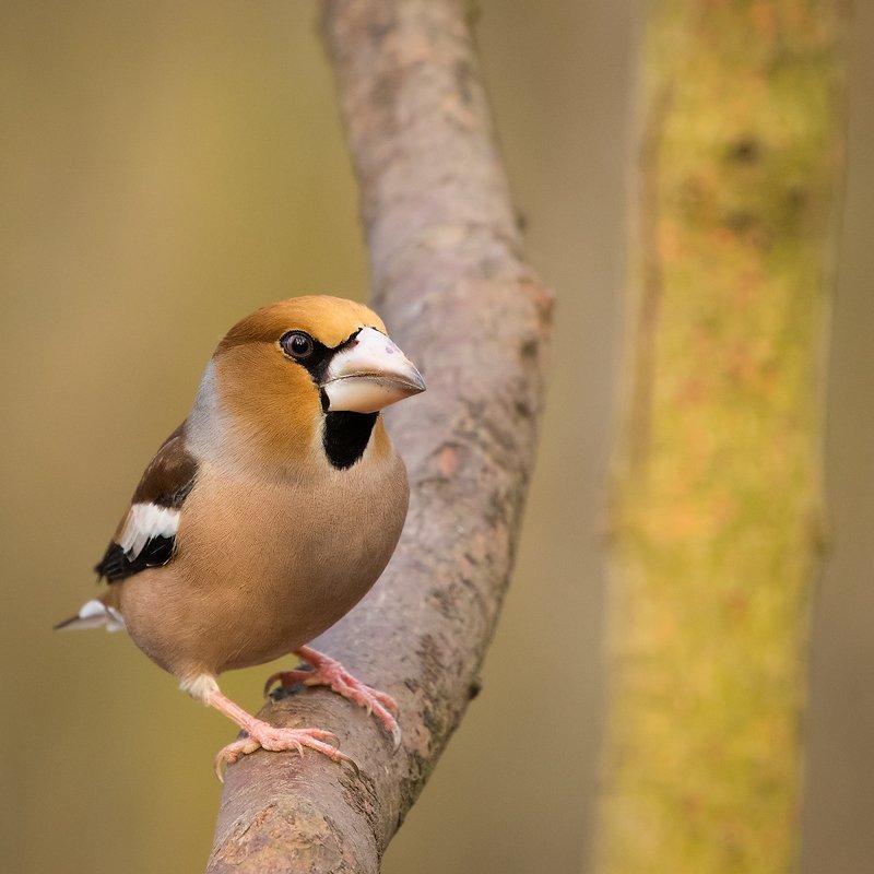 дубонос фото превью