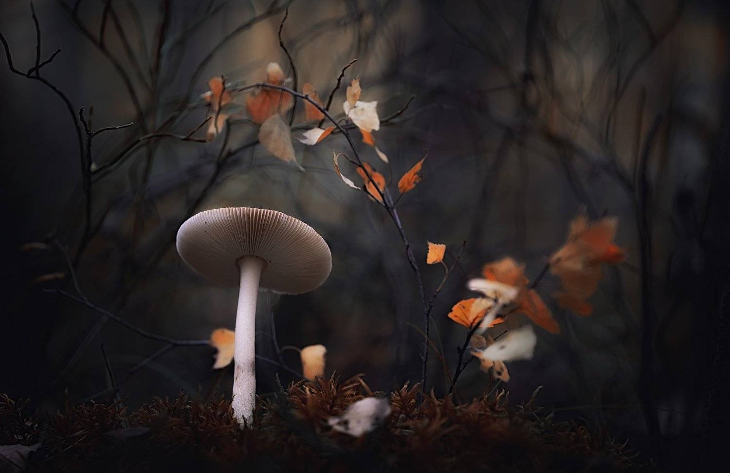 , Сергей Троицкий