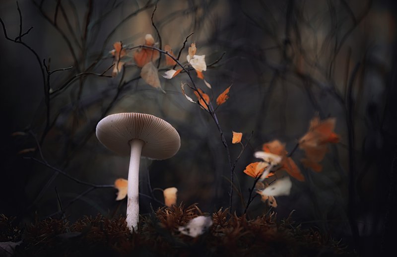 Autumn Forest фото превью