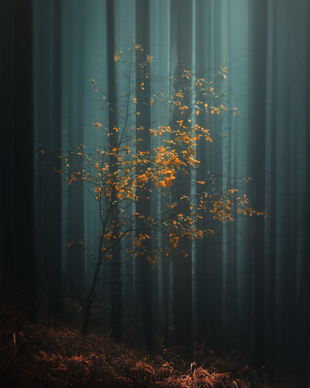 Alone фото превью