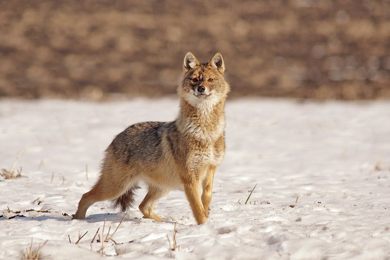 Jackal (Шакал) фото превью