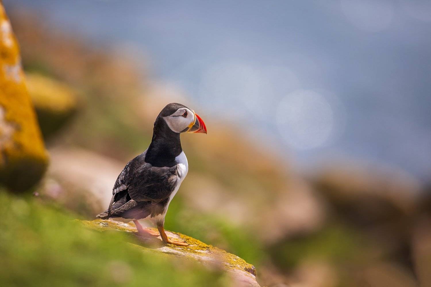 animal, animals, arctica, atlantic, background, beak, beautiful, beauty, bird, birds, black, bokeh, breeding, cliff, closeup, coast, colorful, common, common puffin, cute, dublin, fauna, fish, fratercula, garden, grass, green, head, iceland, ireland, isla, Peter Krocka