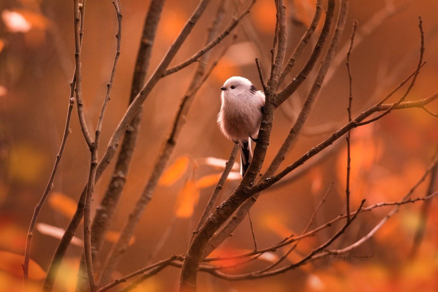 природа, лес, поля, огороды, животные, птицы, макро, Дмитрий Посевич