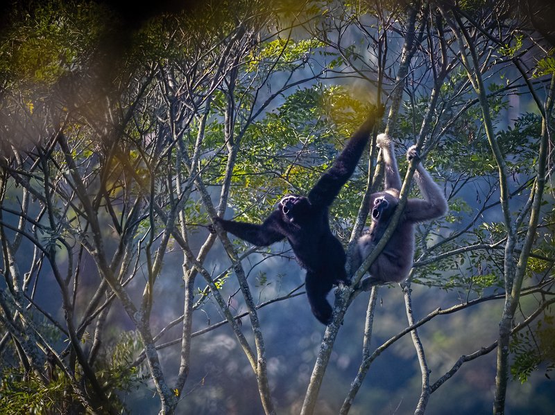 Western Hoolock Gibbon, The Gibbon Song, baramura, tripura, apes The Gibbon Song! фото превью