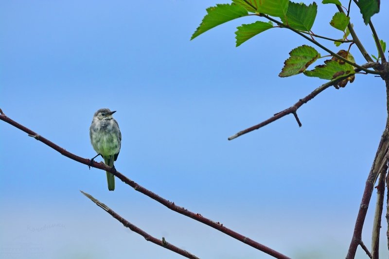 трясогузка, птицы, животные, birds Молодая белая трясогузка фото превью