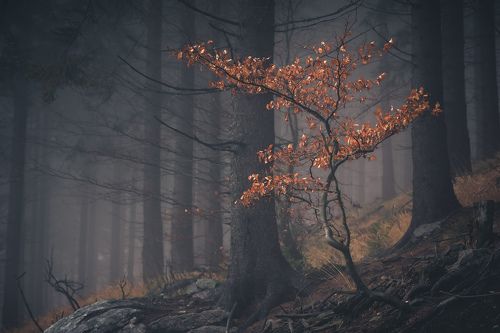 Majestic tree