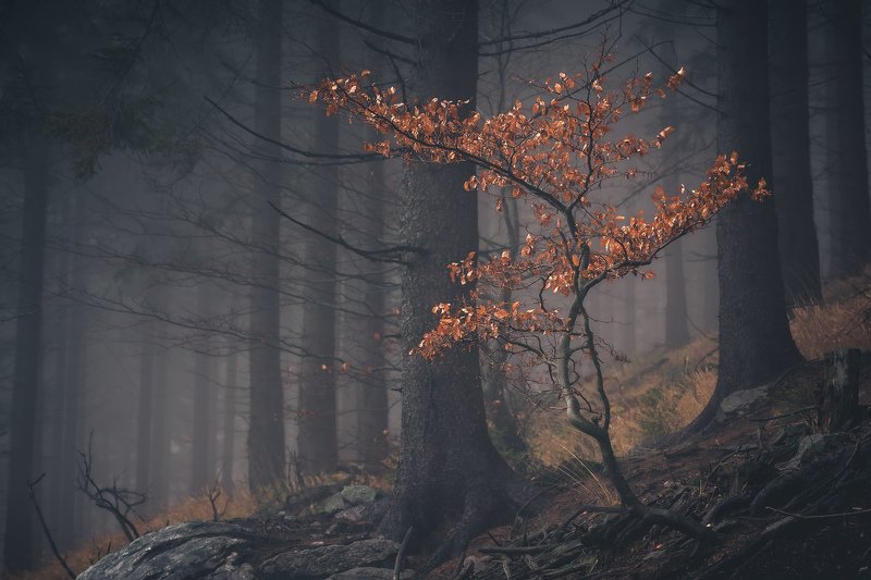 majestic, forest, autumn, fog, trees, rain, nikon, mountains Majestic tree фото превью