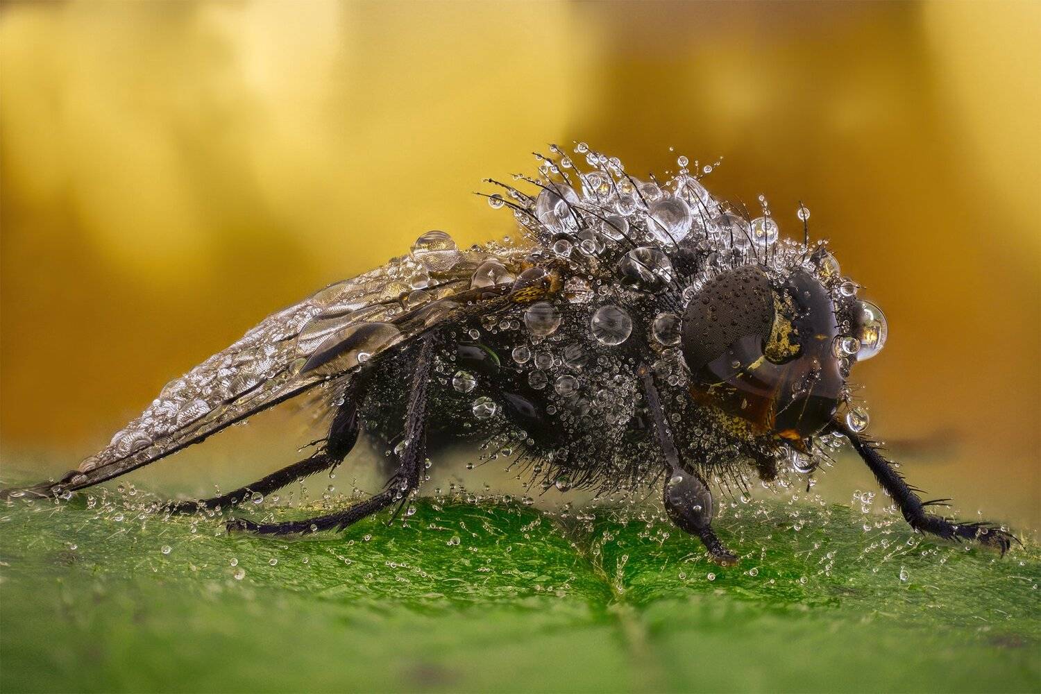 ceclii, macro, nikon d3400, lomo 3.7, Tsvetan Ganev