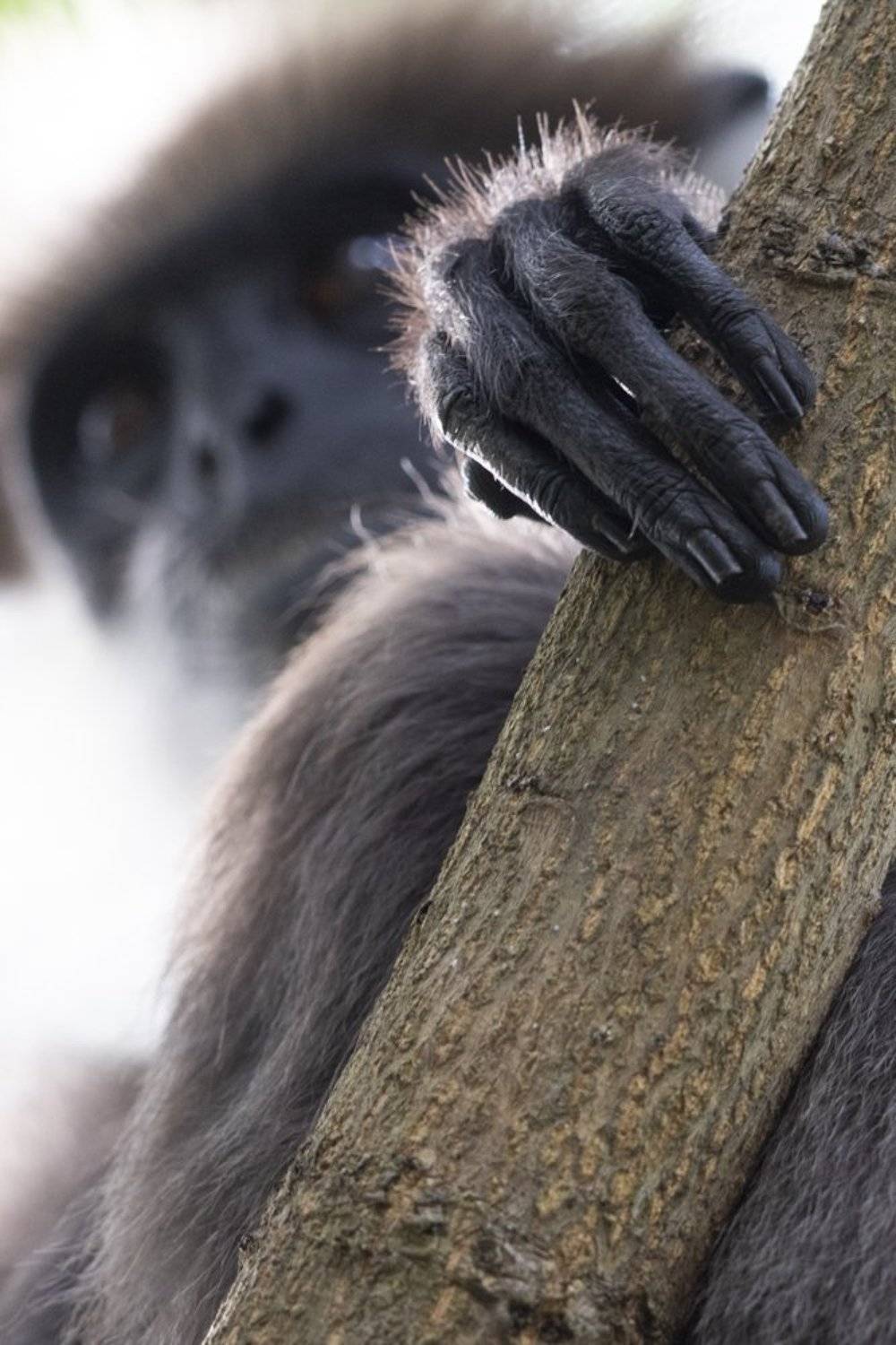 , Senadheera Danushka