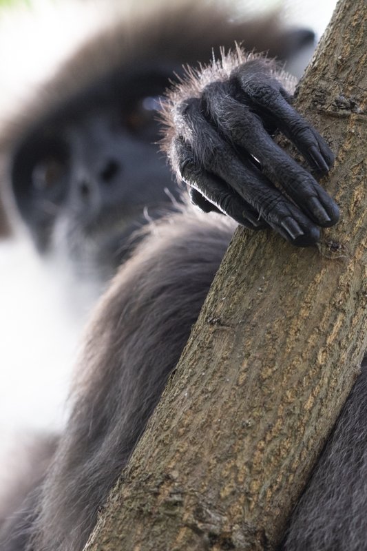 Grip фото превью