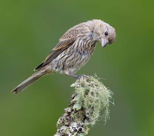 Cамка. Мексиканская чечевица - House finch
