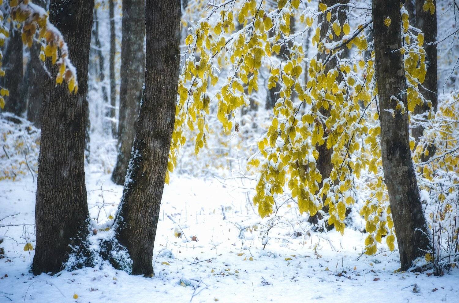 , Александр Орнатский