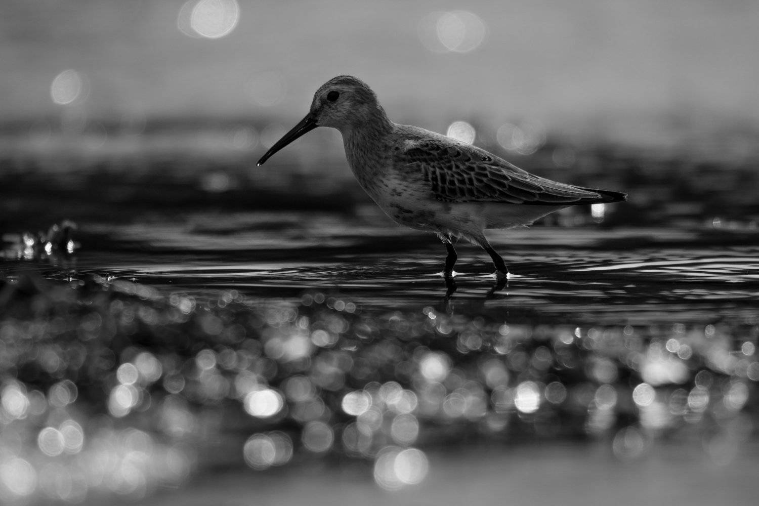 чернозобик, Calidris alpina, кулик, чб, блики, боке, вода, разводы, мель, Москва река, птицы Подмосковья, пролётные птицы, Ксения Соварцева
