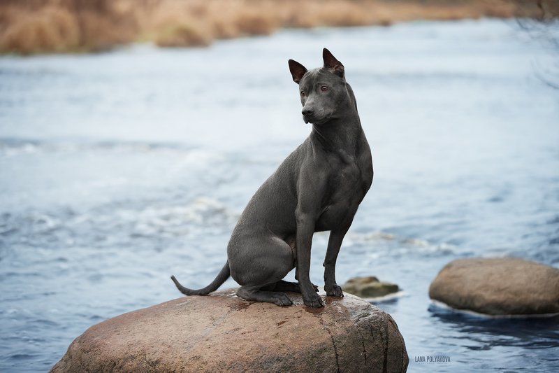 собака, осень, природа, анималистика Поздней осенью фото превью