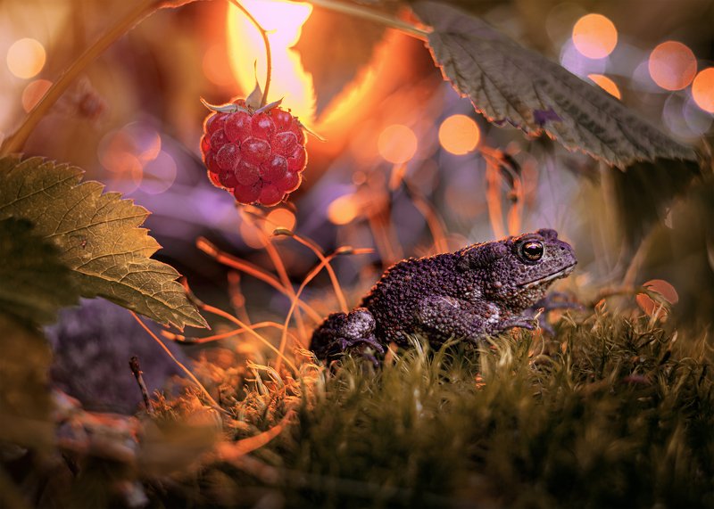 жаба закат малина лес ягоды красота боке макро ... фото превью
