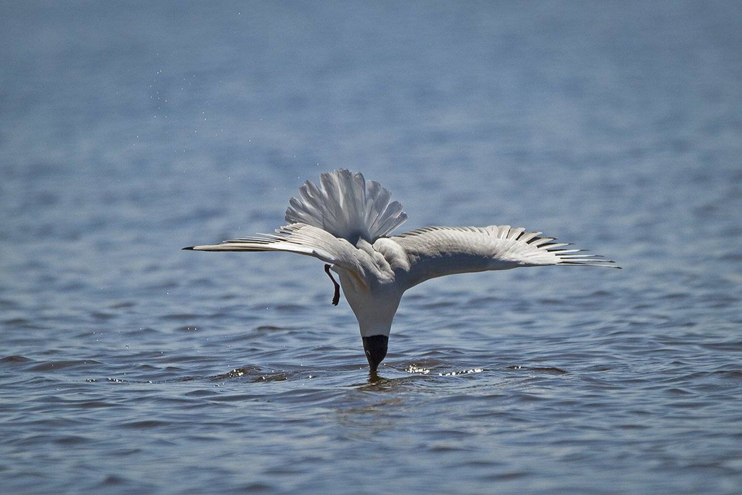 Озёрная чайка, Андрей Костромин