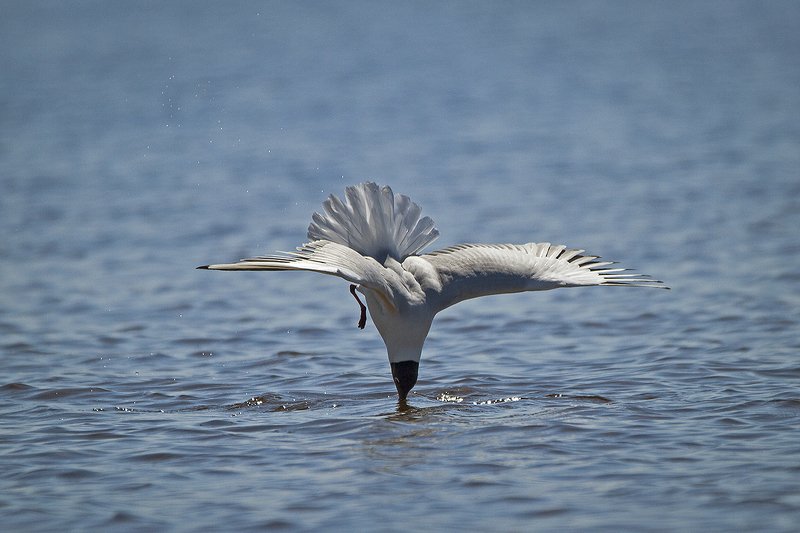 Озёрная чайка Морская фигура - замри! фото превью