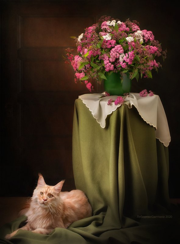 кот,мейнкун,цветы,спирея С букетом цветов и котом Ричи фото превью