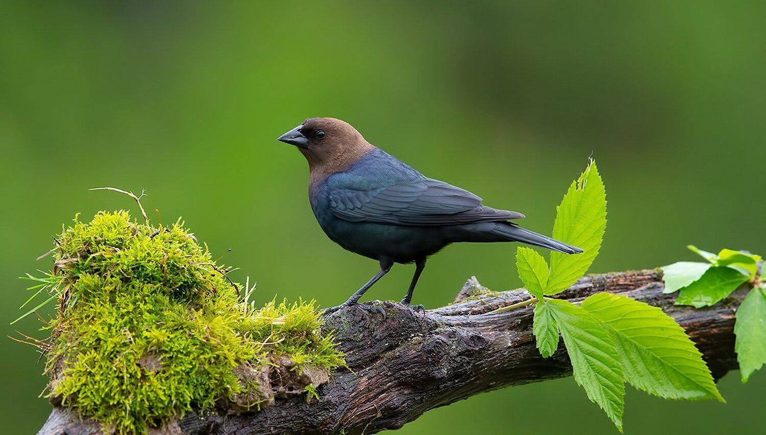 буроголовый коровий трупиал, brown-headed cowbird, трупиал, Elizabeth Etkind